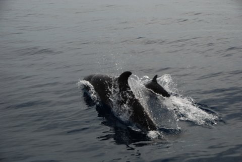Dolphins in Alghero Bay